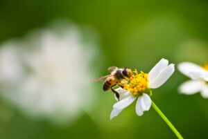 Pszczoła na białym kwiatku w Pasiece Grojec