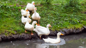 kaczogęsi w grupie nurkują w wodzie