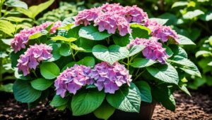 kiedy przesadzać hortensje