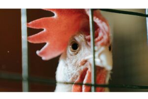 Pneumatyczne narzędzia ubojowe w praktyce – jak poprawić precyzję i tempo pracy na stanowisku rozbioru?