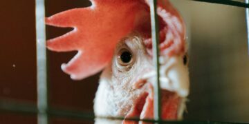 Pneumatyczne narzędzia ubojowe w praktyce – jak poprawić precyzję i tempo pracy na stanowisku rozbioru?